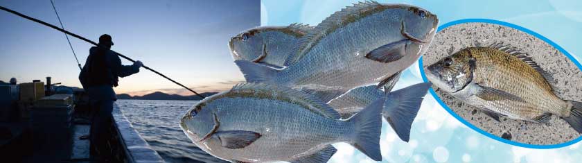 吉田釣具店,竿,ルアー,リール,釣糸,釣針,エサ